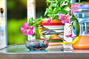 Young oriole at grape jellysfjm