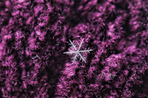 snowflakeIMG_3586-1signed